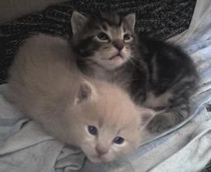cuccioli di gatto: Lillo ed Arturo