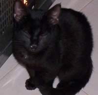 Gattina nera