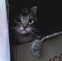Gattino dentro una scatola di cartone