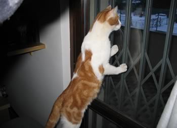 Gatto davanti alla finestra