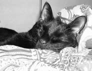 Gatto Lucky addormentato sul cuscino