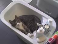 Gatto nel bagno