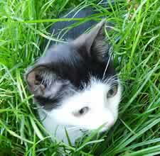 Gatto nell' erba