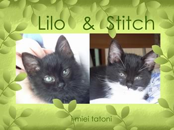 Lilo Stitch