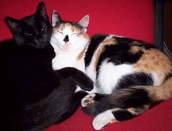 Micia & Spike dolcemente abbracciati