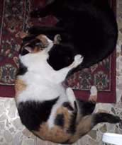 Micia & Spike sul tappeto