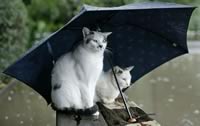 Due gatti con l' ombrello
