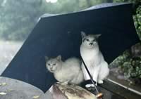 Due gatti sotto la pioggia
