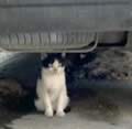 gatto sotto la macchina