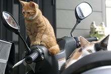 gatti sul motorino