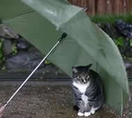 Gatto sotto l' ombrello