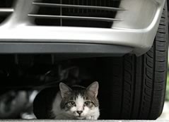 gatto sotto l'auto