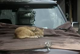 gatto sull'auto