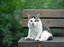 Gatto sulla panchina